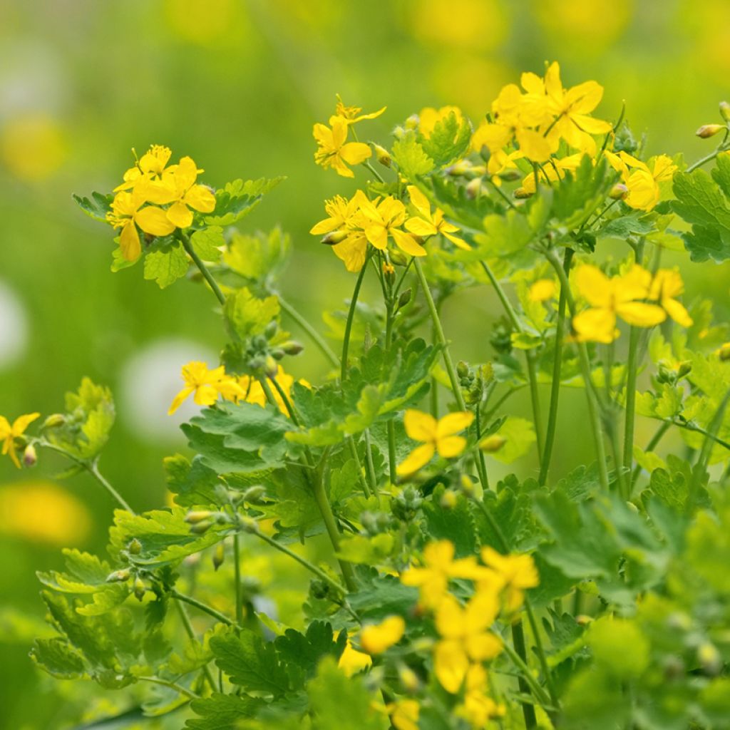 Schöllkraut - Chelidonium majus