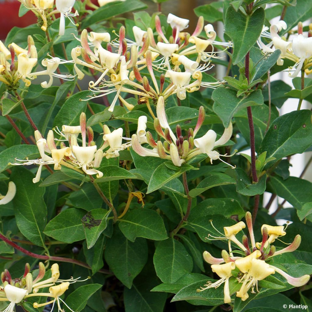 Chèvrefeuille hybride - Lonicera Blond & Beyond (Honey Baby)
