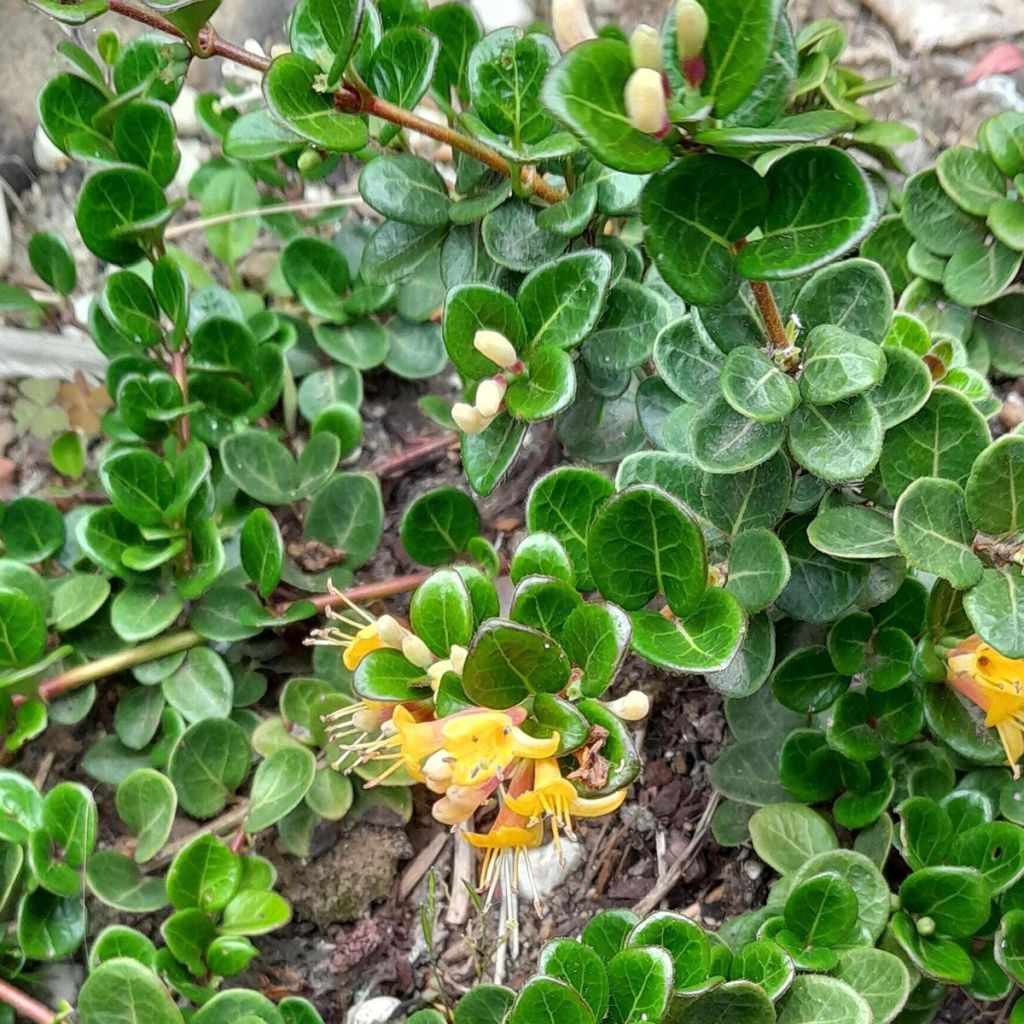 Lonicera crassifolia Little Honey - Kriechende Heckenkirsche