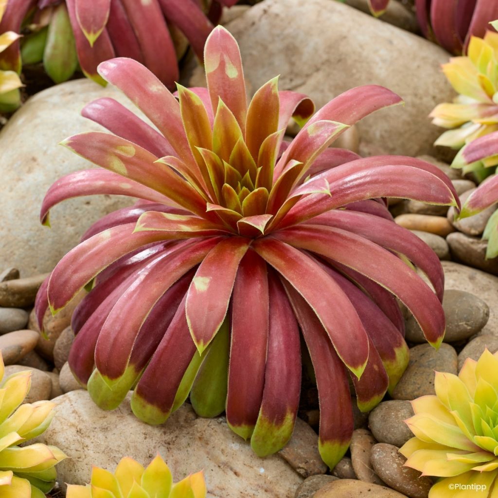 Hauswurz Chick Charms Giants Gold Mine - Sempervivum