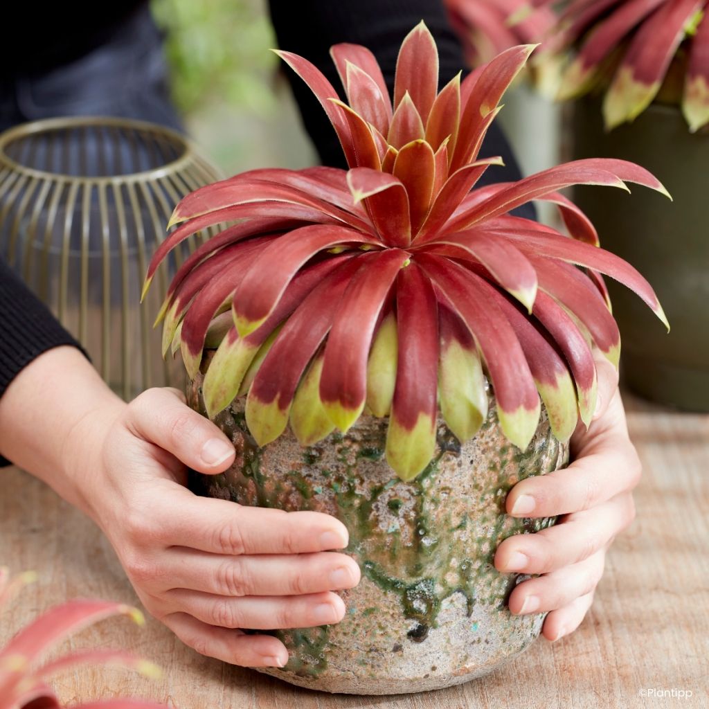 Hauswurz Chick Charms Giants Gold Mine - Sempervivum