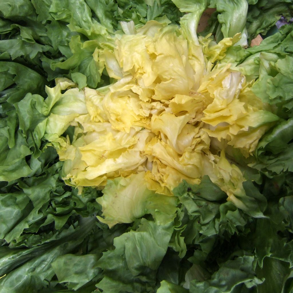 Endivie Escariol Géante Maraîchère