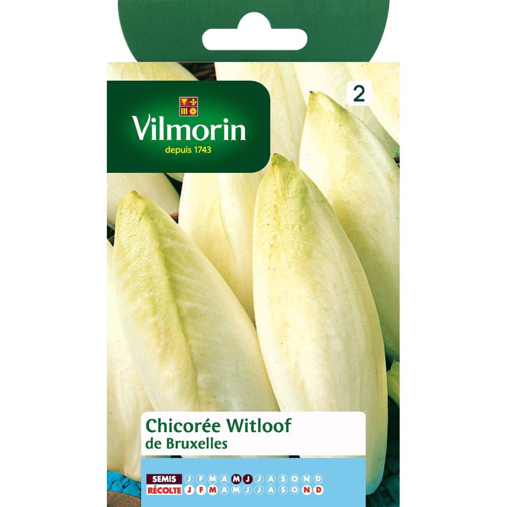Winterendivie de Bruxelles - Vilmorin