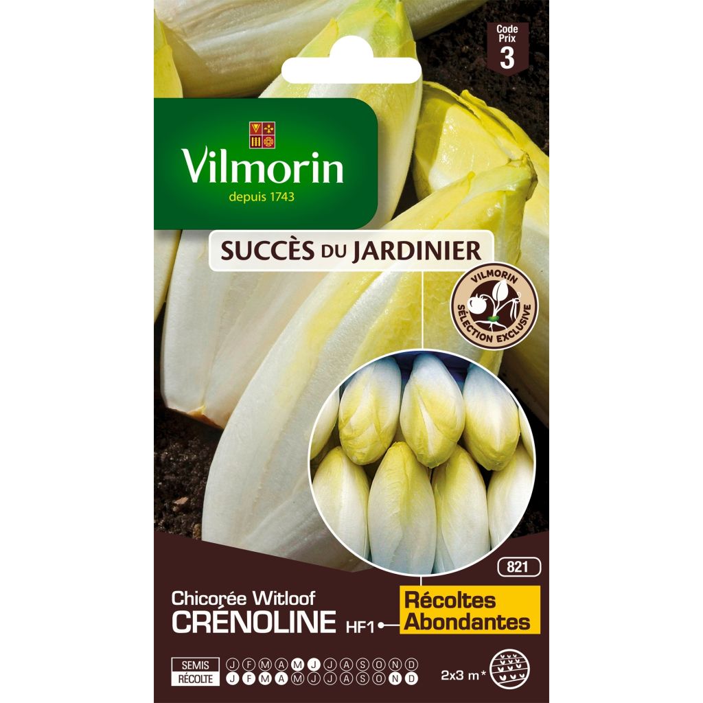 Winterendivie Crénoline F1 (création Vilmorin) - Vilmorin
