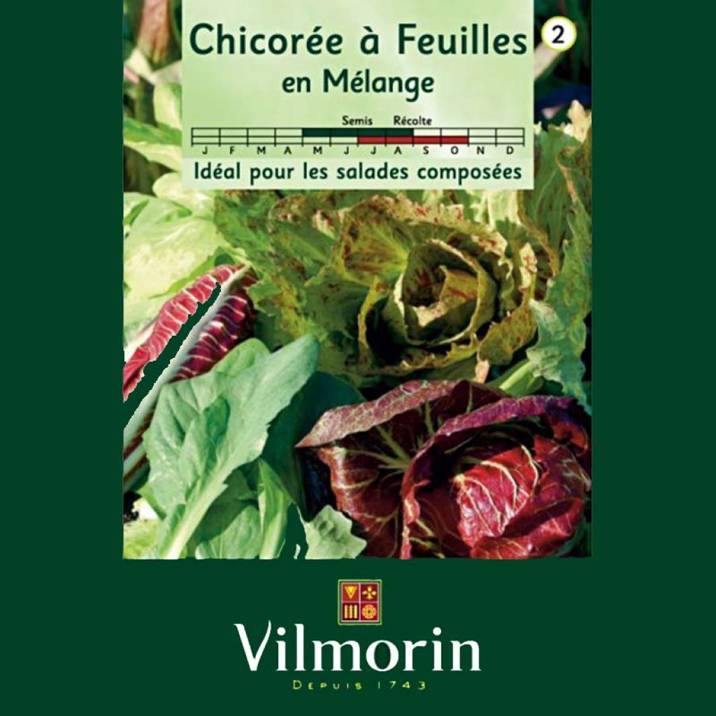 Blattzichorie Mix - Vilmorin