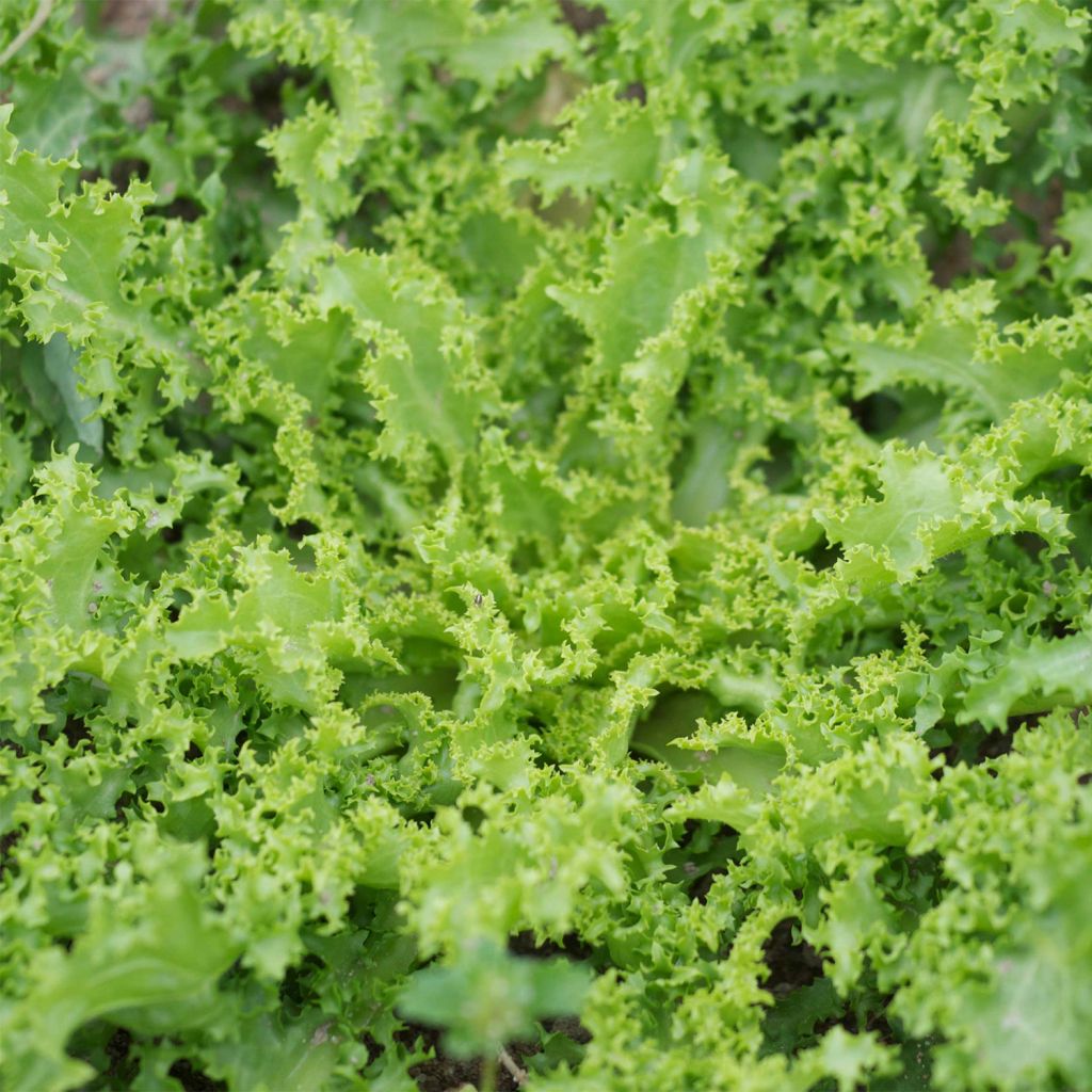 Endivie crispum Wallonne - Despa