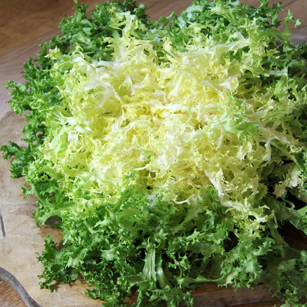 Endivie crispum Grosse Pancalière BIO