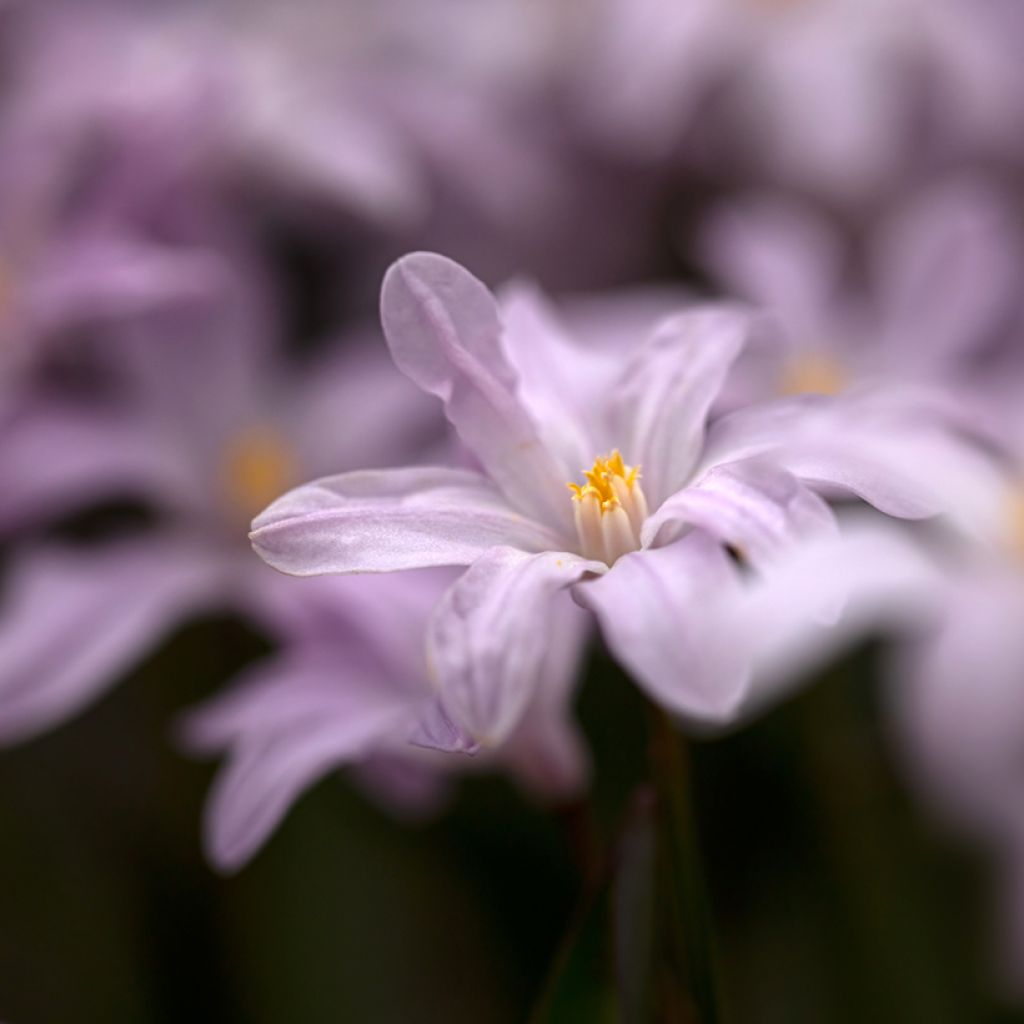 Chionodoxa luciliae Rosy Queen - Schneestolz