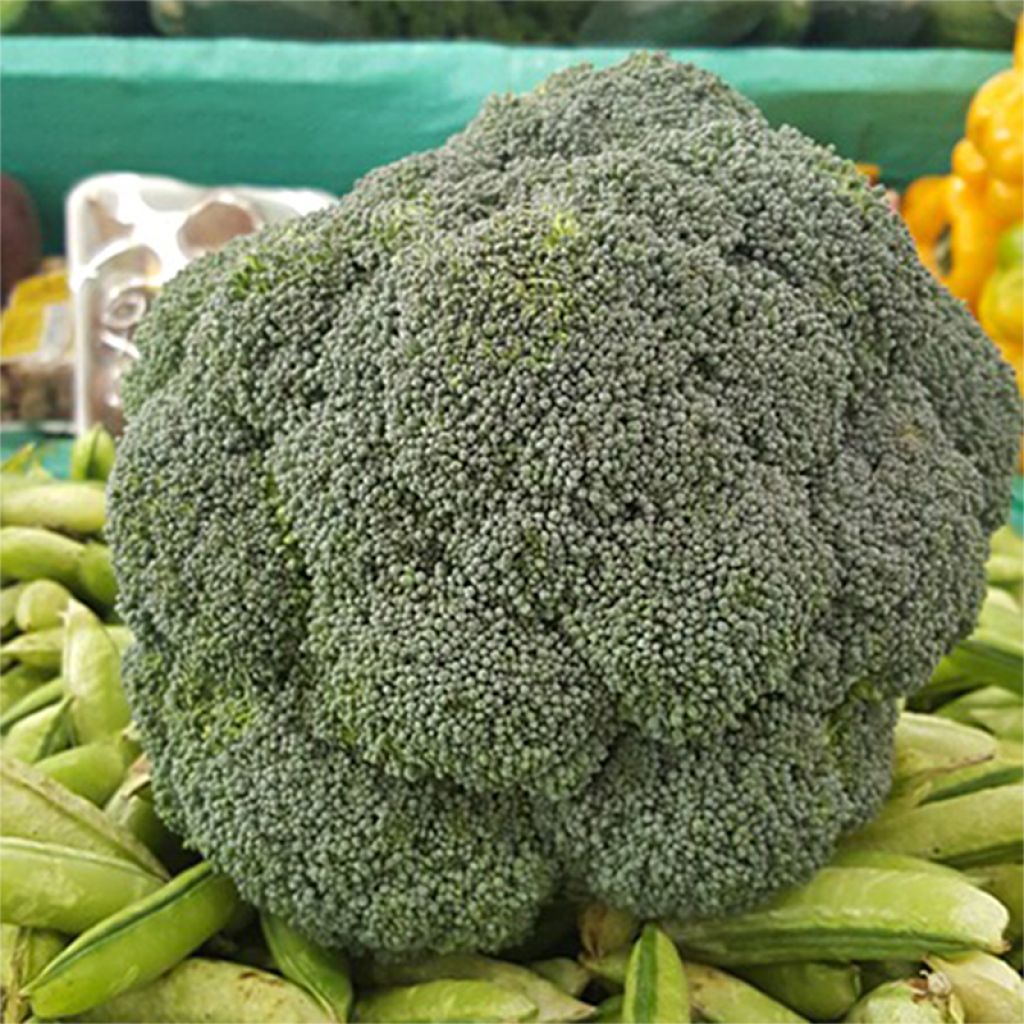 Brokkoli Green Magic F1