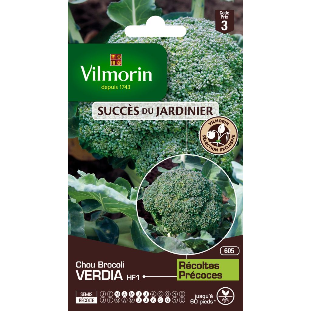 Brokkoli Verdia F1 - Vilmorin