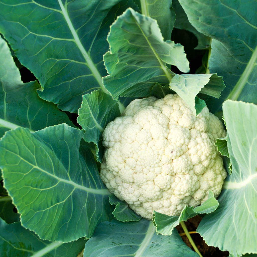 Blumenkohl Armetta F1