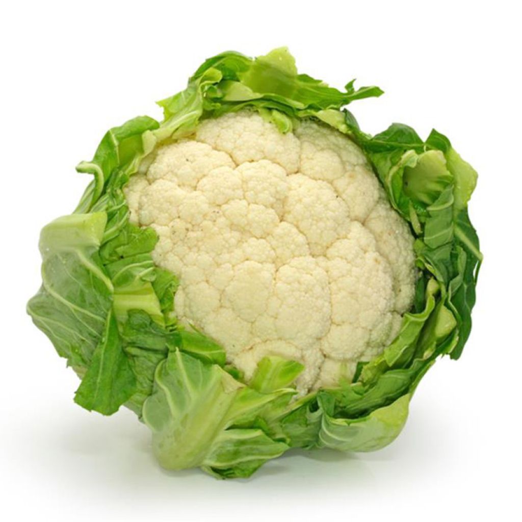 Blumenkohl Extra-Hâtif d'Angers - Ferme de Sainte Marthe