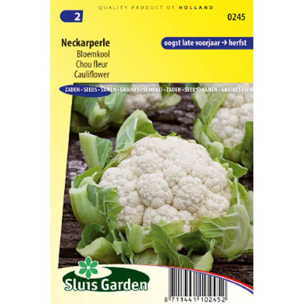 Blumenkohl Neckarperle