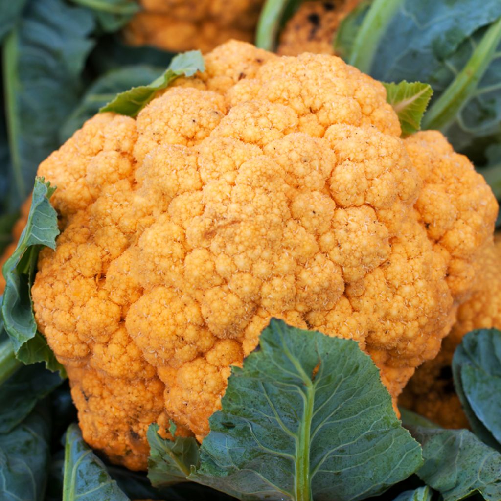 Blumenkohl Orange Sunset