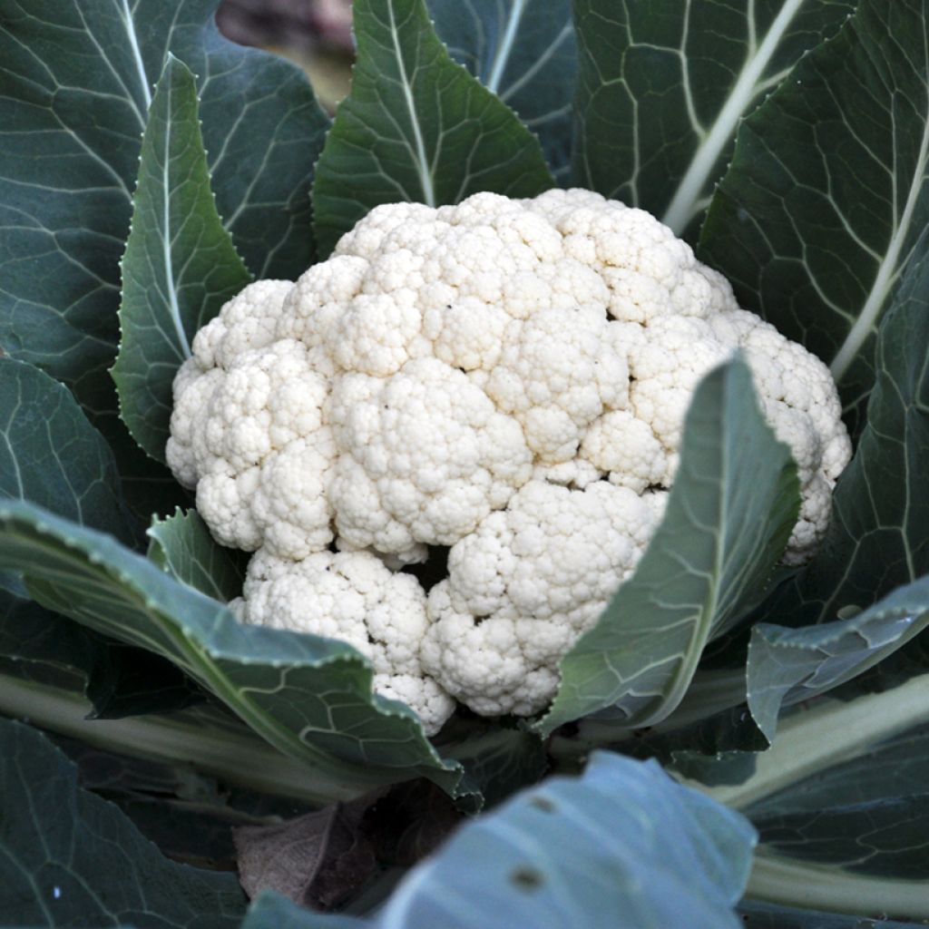 Blumenkohl Pavilion F1