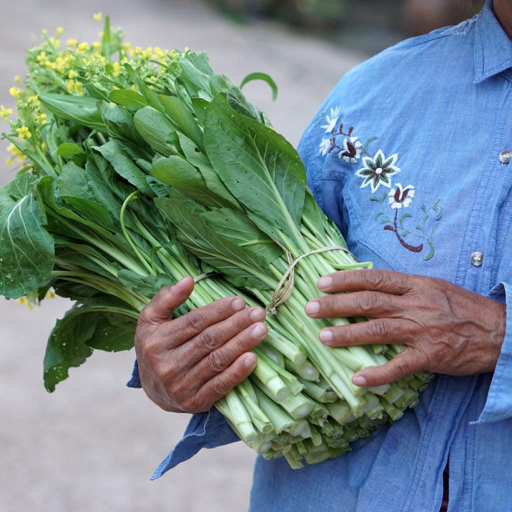 China-Kohl parachinensis
