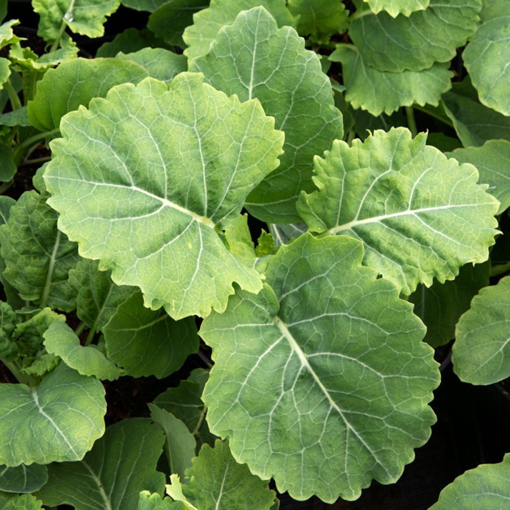 Baumkohl Daubenton's Green (Pflanzen)