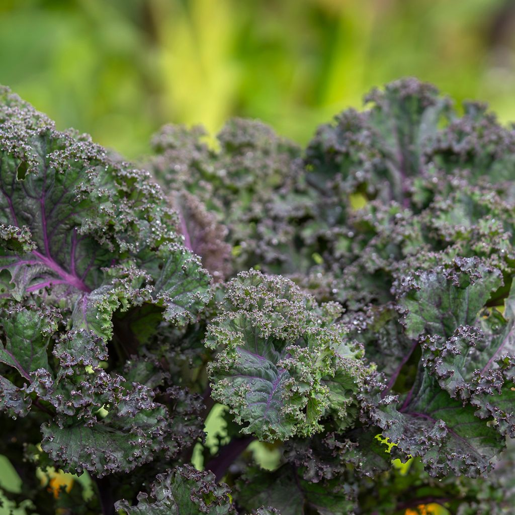 Grünkohl Scarlet Kale