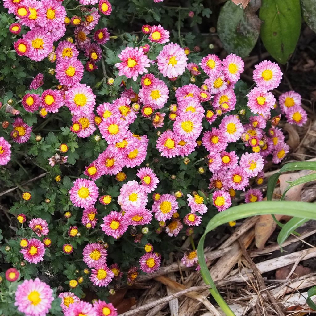 Chrysanthemum Mei Kyo - Herbst-Chrysantheme