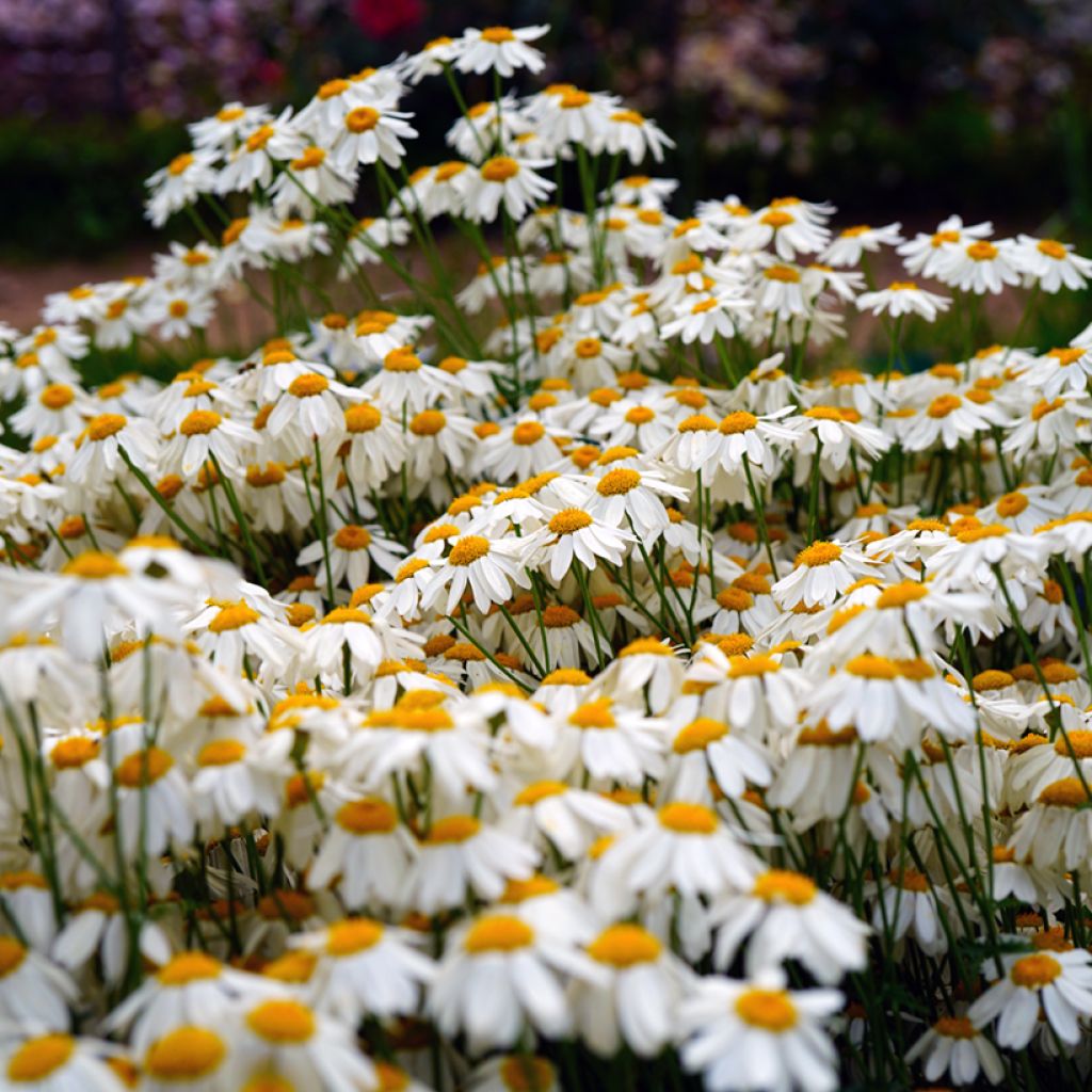 Tanacetum corymbosum - Straußmargerite