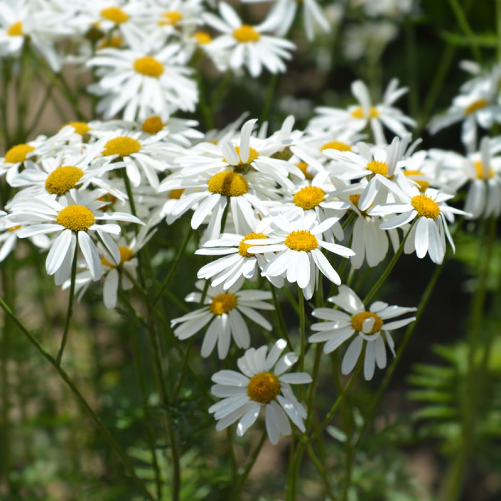 Tanacetum corymbosum - Straußmargerite