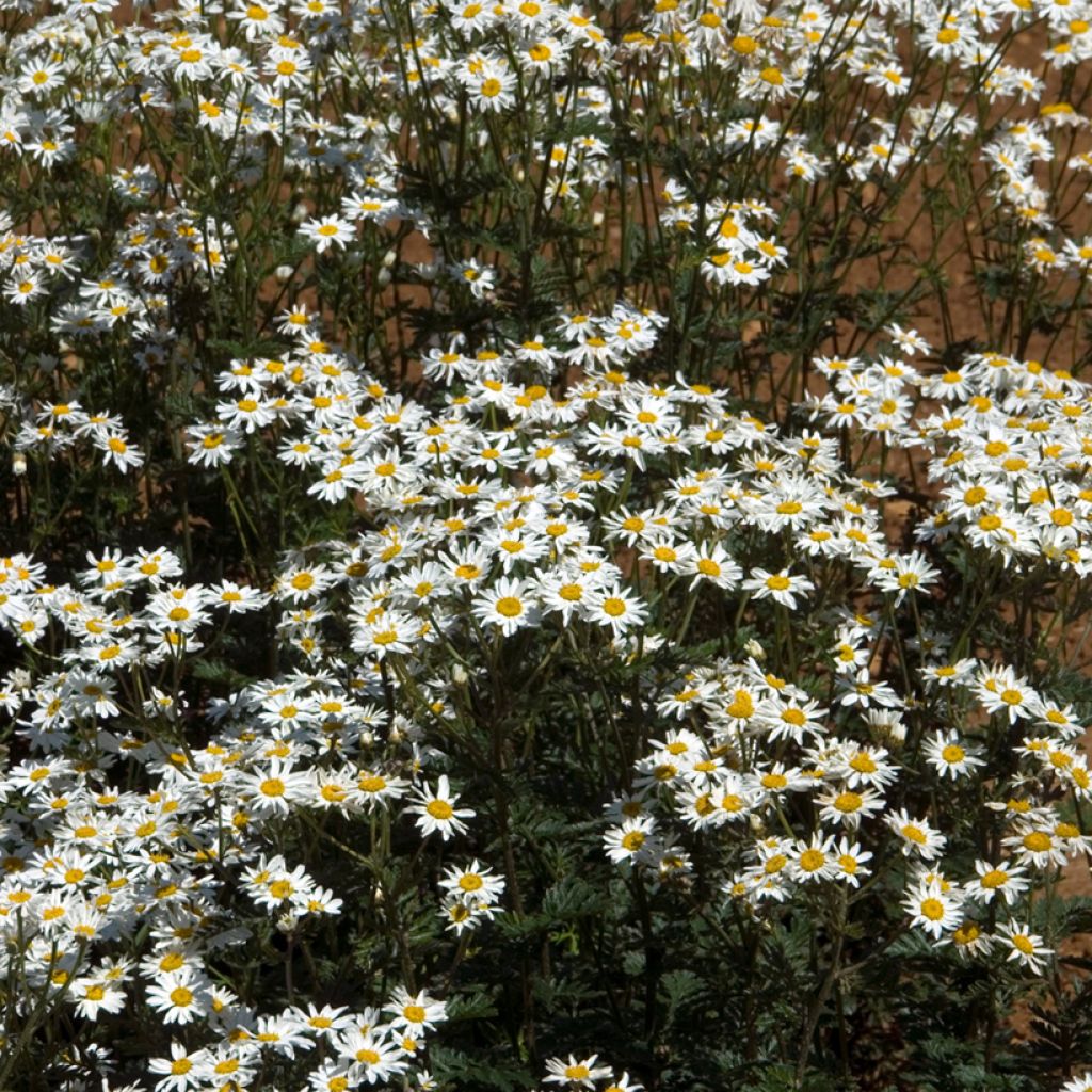 Tanacetum corymbosum - Straußmargerite