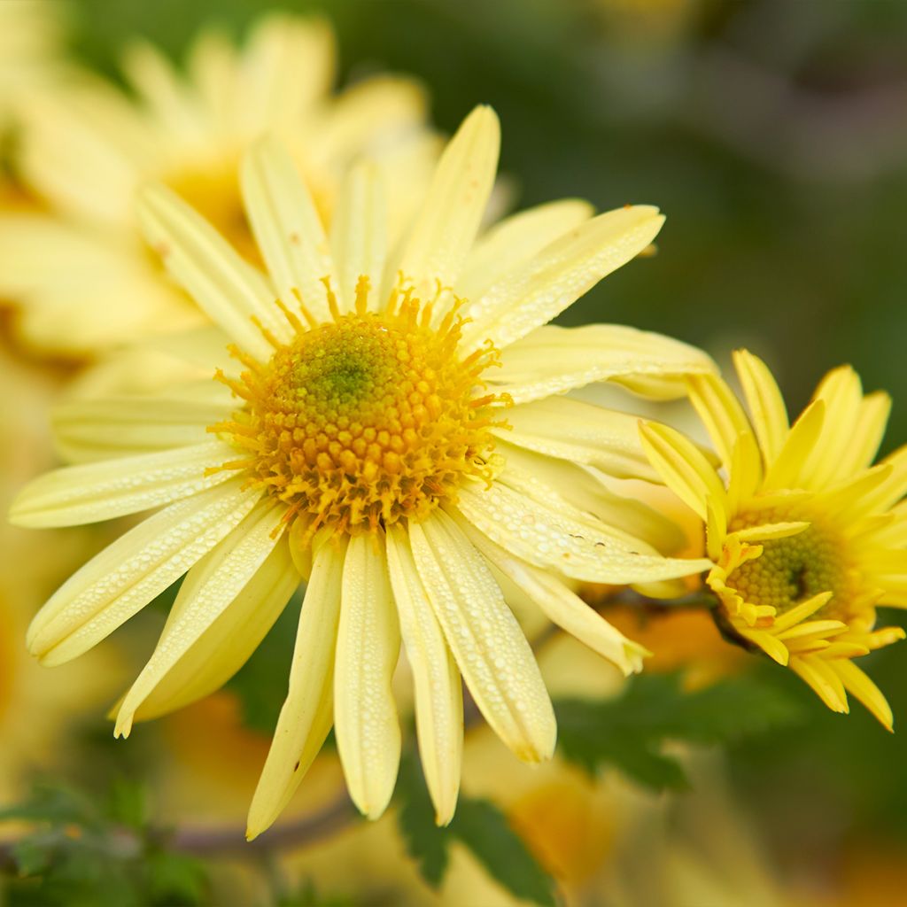Chrysanthemum arcticum Schwefelglanz - Polar-Margerite
