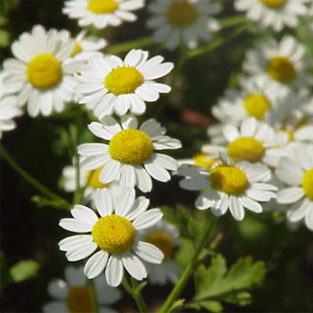 Chrysanthemum parthenium Aureum - Mutterkraut