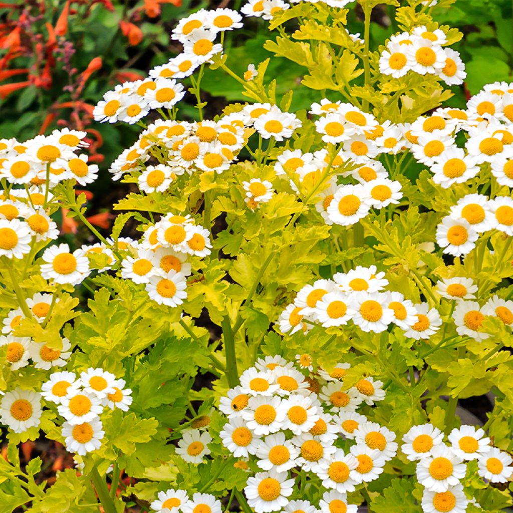 Chrysanthemum parthenium Aureum - Mutterkraut