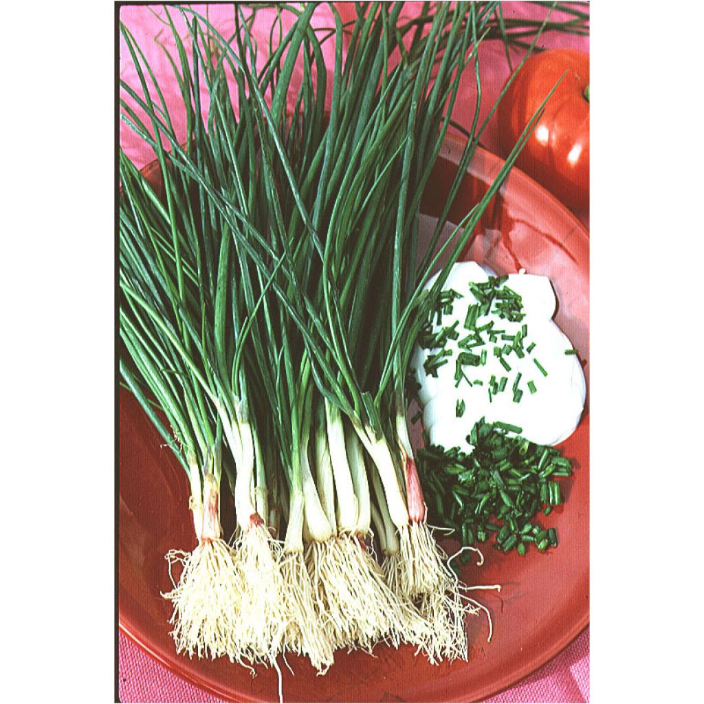 Schnittlauch - Allium schoenoprasum