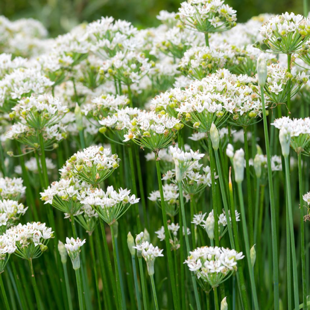 Schnittknoblauch Bio (Samen) - Allium tuberosum