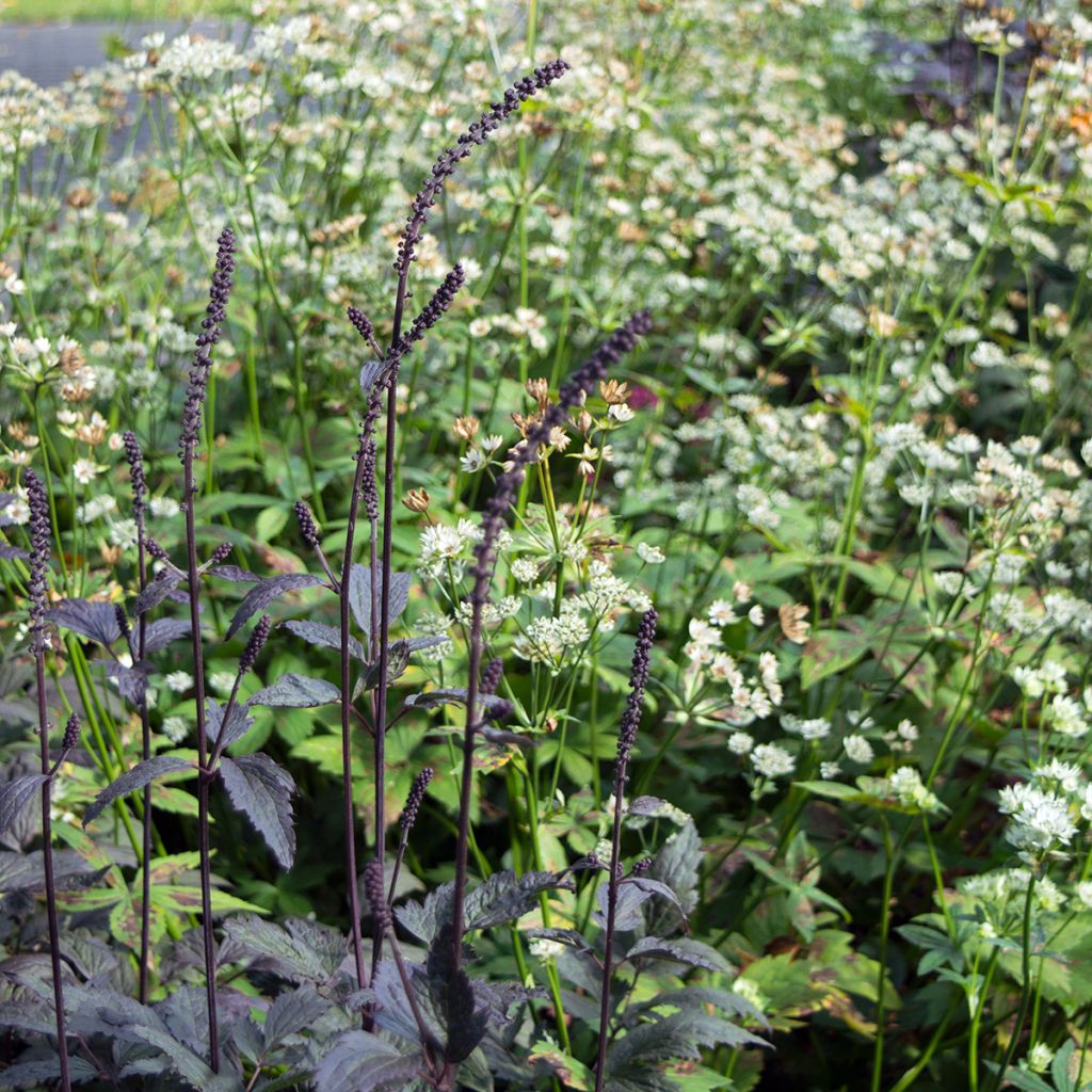 Actaea simplex Brunette - Oktober-Silberkerze