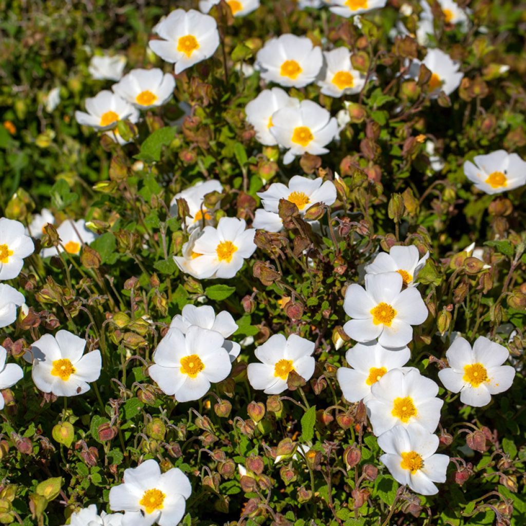 Felsen-Zistrose - Cistus corbariensis