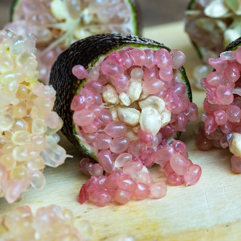 Fingerlimette - Microcitrus australasica Rose