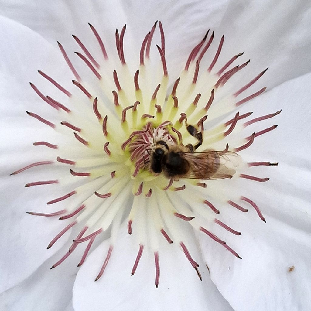 Waldrebe Guernsey Flute - Clematis 