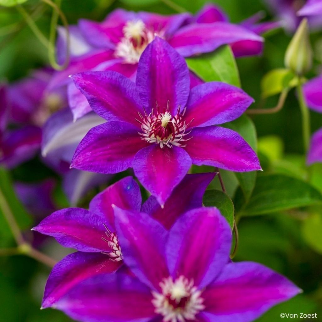 Waldrebe Have Fun - Clematis