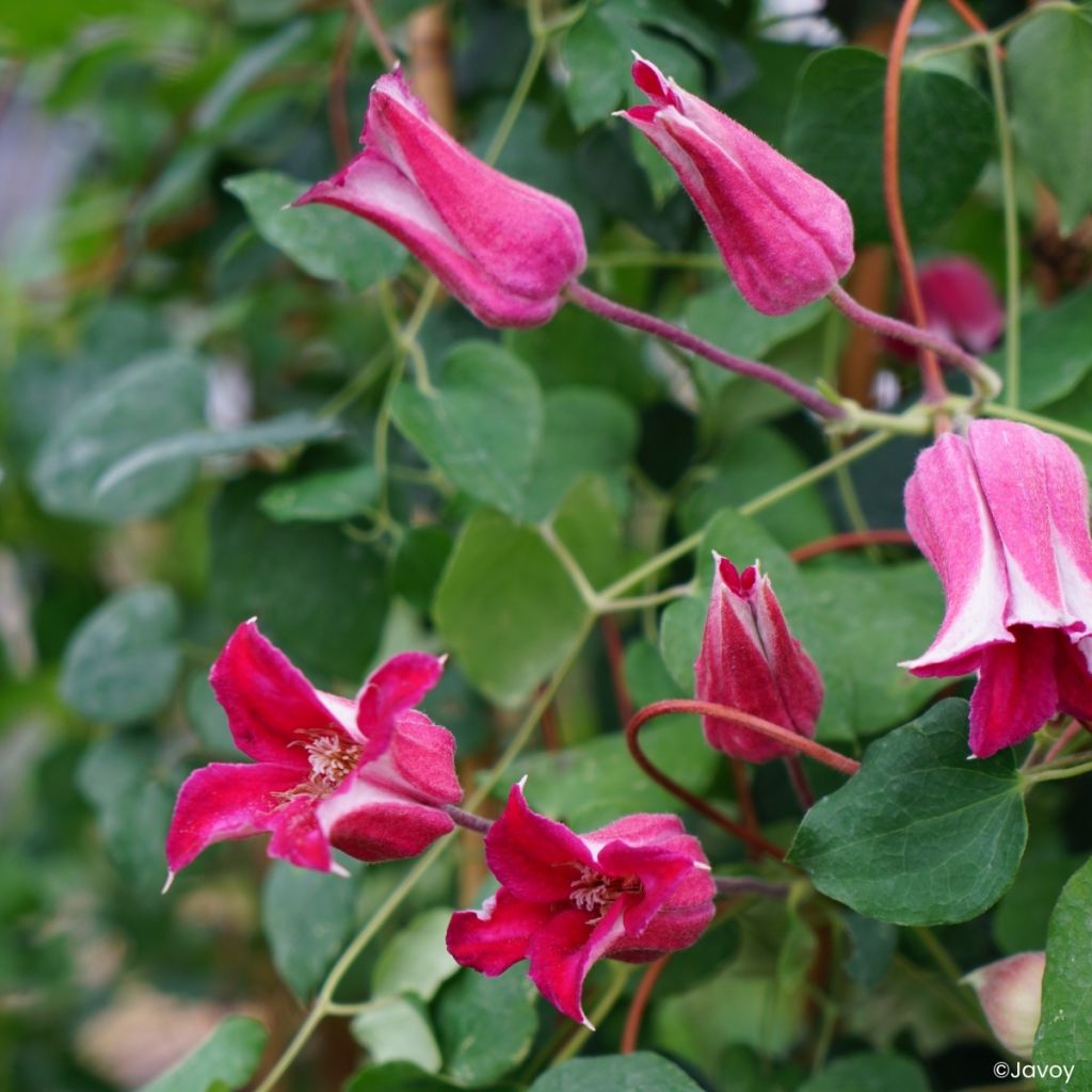 Clematis texensis Notre-Dame de Paris - Texas-Waldrebe