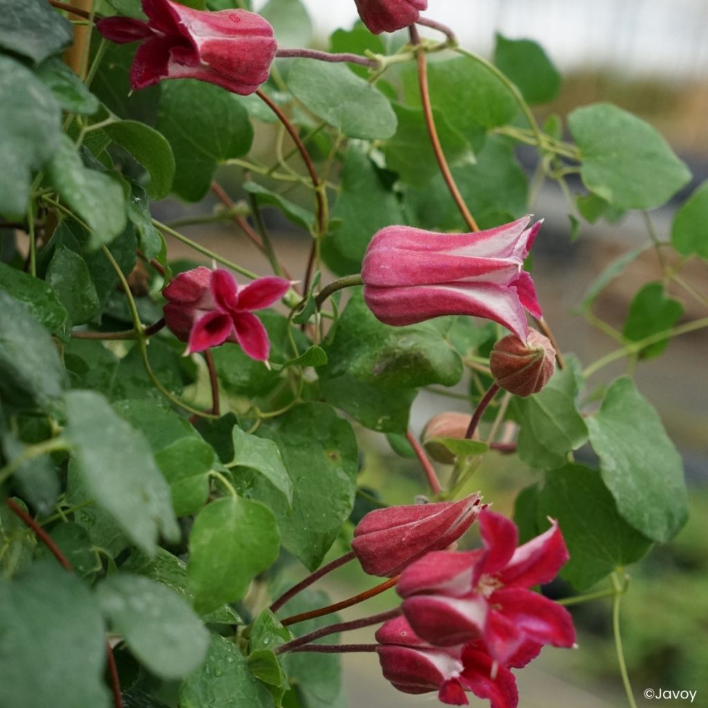 Clematis texensis Notre-Dame de Paris - Texas-Waldrebe
