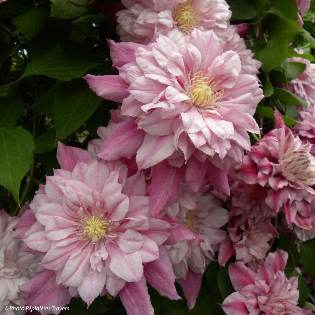 Clématite - Clematis Patricia Ann Fretwell