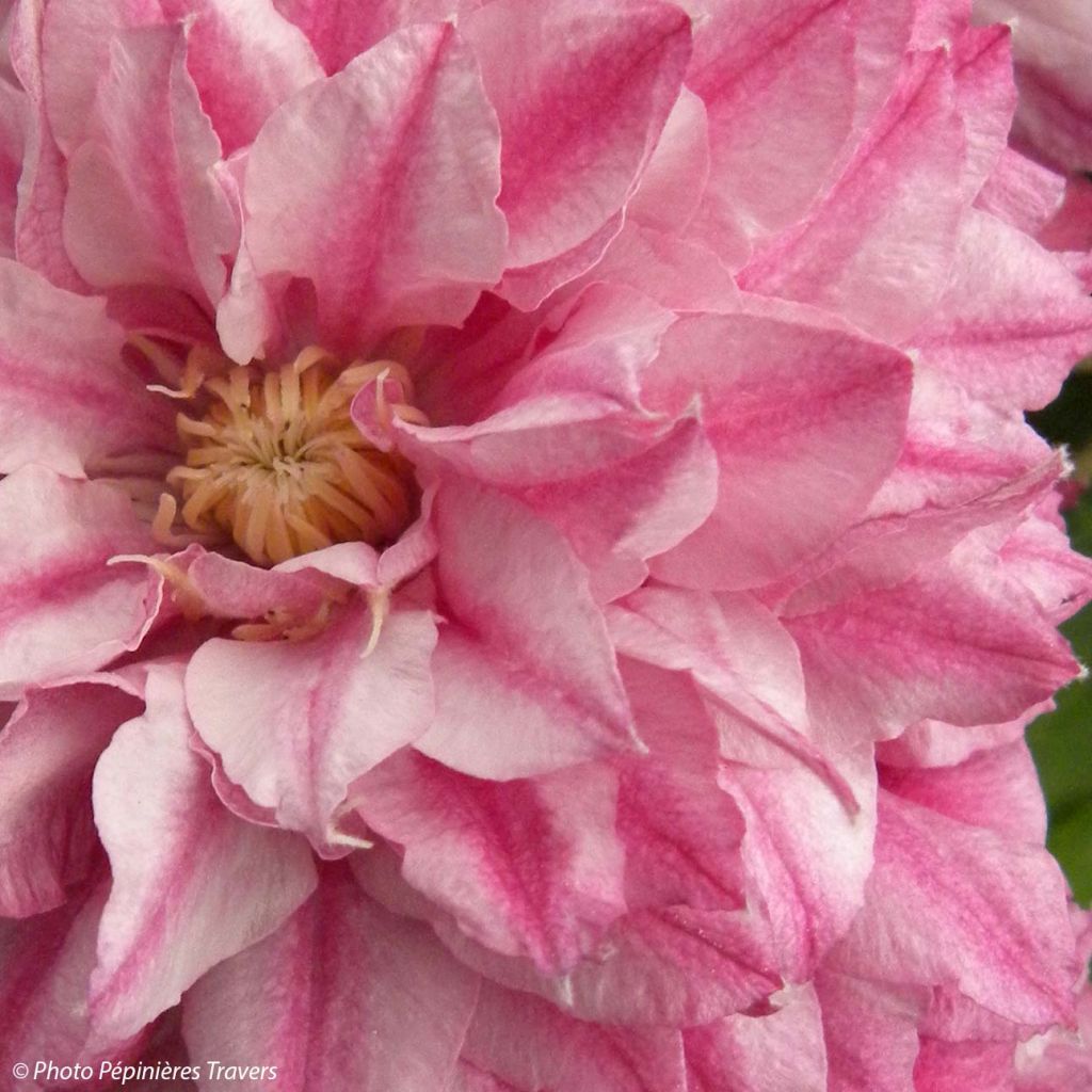 Clématite - Clematis Patricia Ann Fretwell