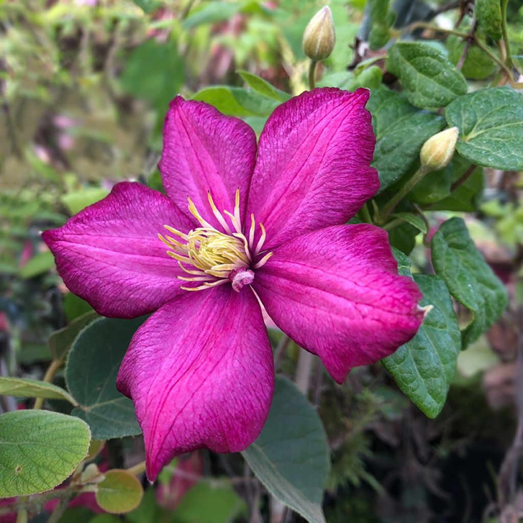 Clématite - Clematis Ville de Lyon