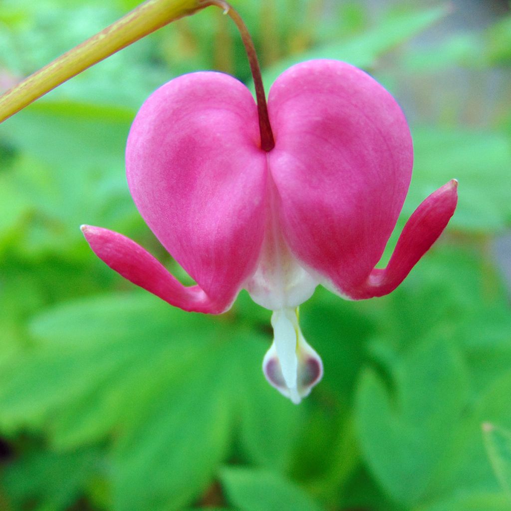 Dicentra spectabilis - Tränendes Herz