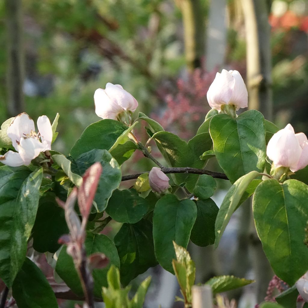 Quitte Aromatnaya - Cydonia oblonga