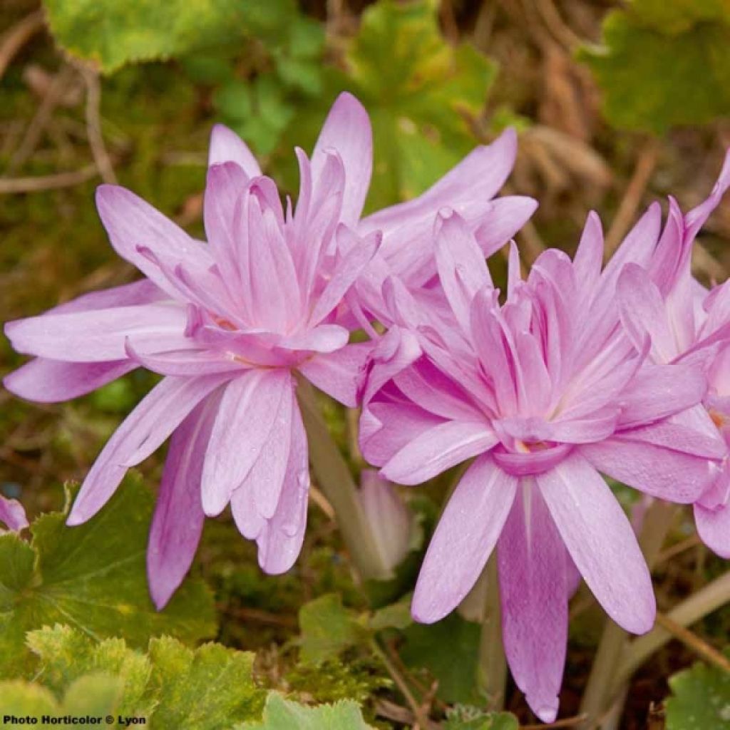 Colchicum Waterlily - Herbstzeitlose