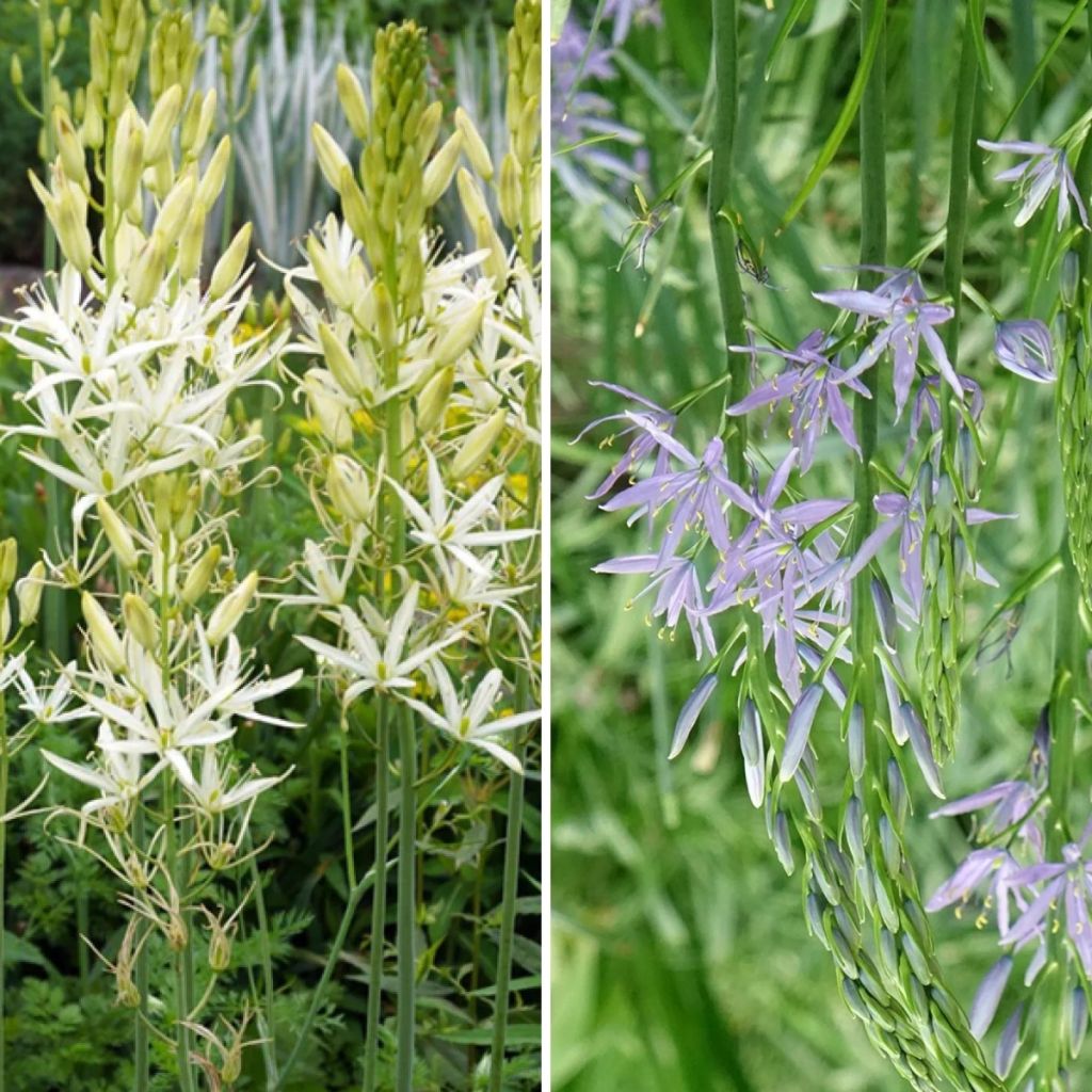Kollektion 8 Weiße und Blaue Camassien