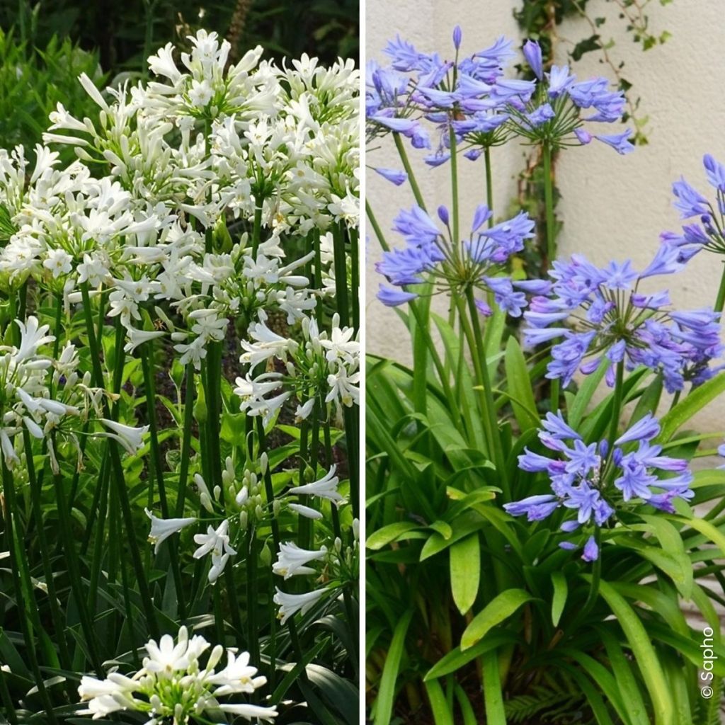 Schmucklilien-Duo-Kollektion Pitchoune
