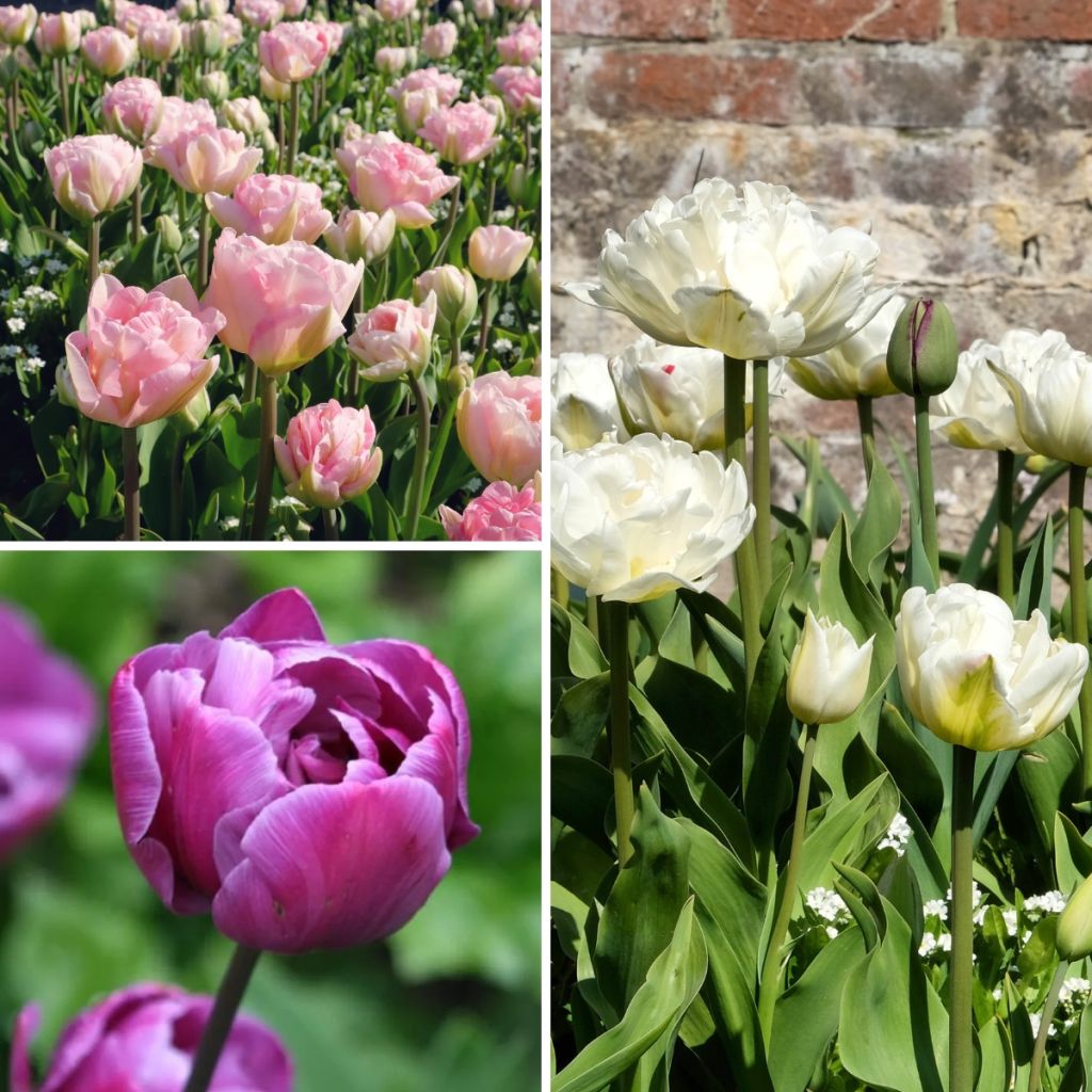 Tulpen-Kollektion Harmonie Belles de Mai