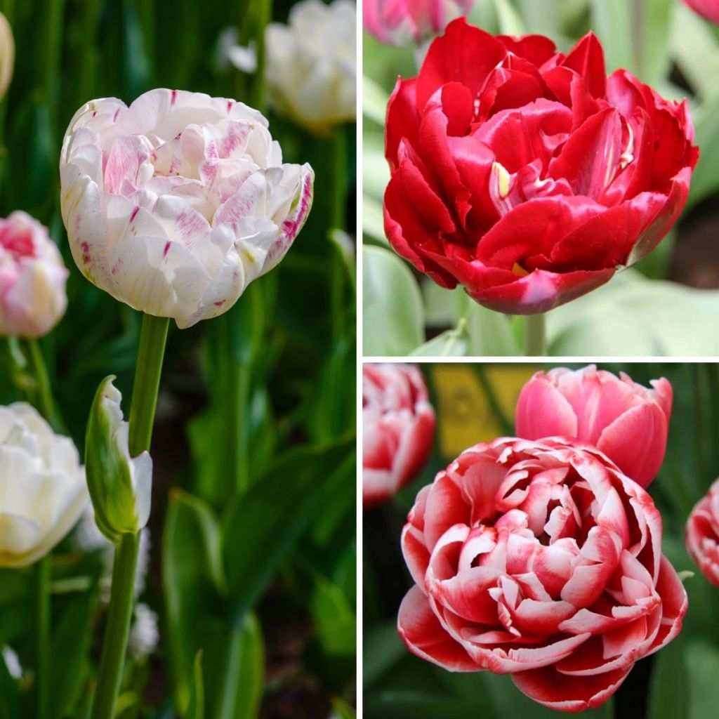 Tulpen-Kollektion Lipstick