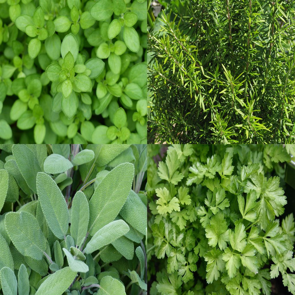 Sammlung von 4 aromatischen Grillkräutern als Pflanzen