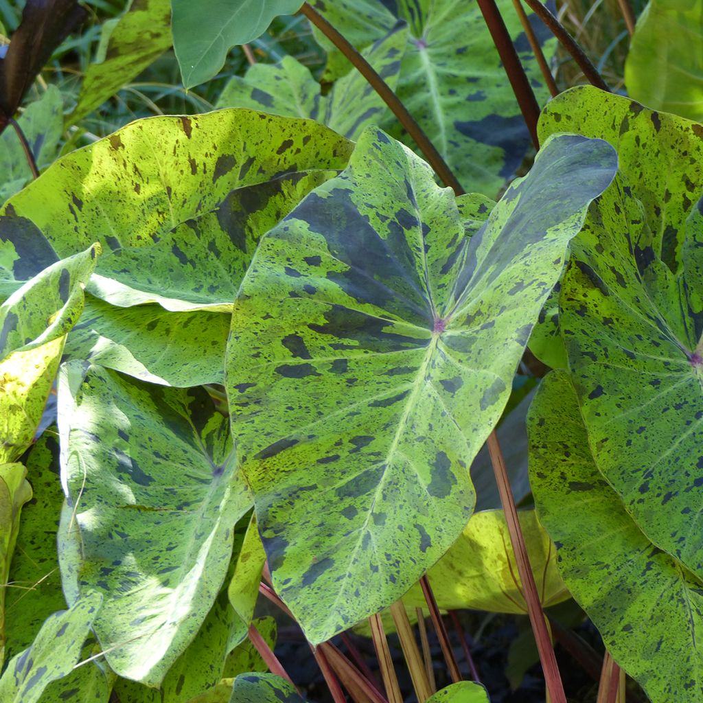 Colocasia esculenta Mojito - Taro